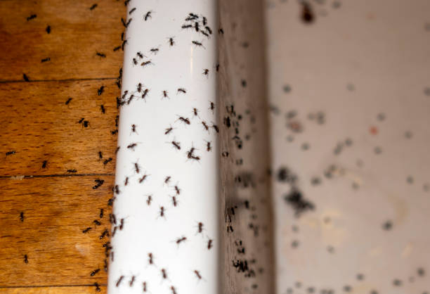 Best Pest Removal Services  in Franklin, TX