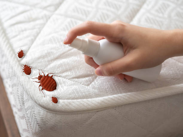 Best Cockroach Control Services  in Franklin, TX