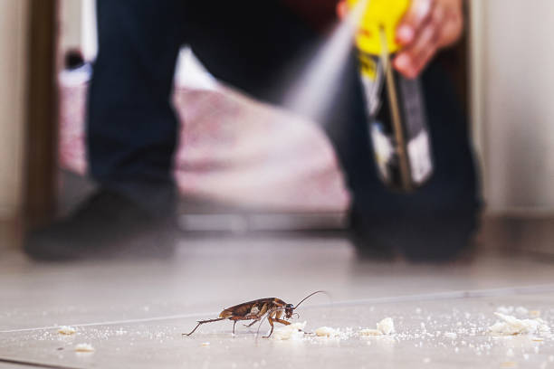 Insect Control in Franklin, TX